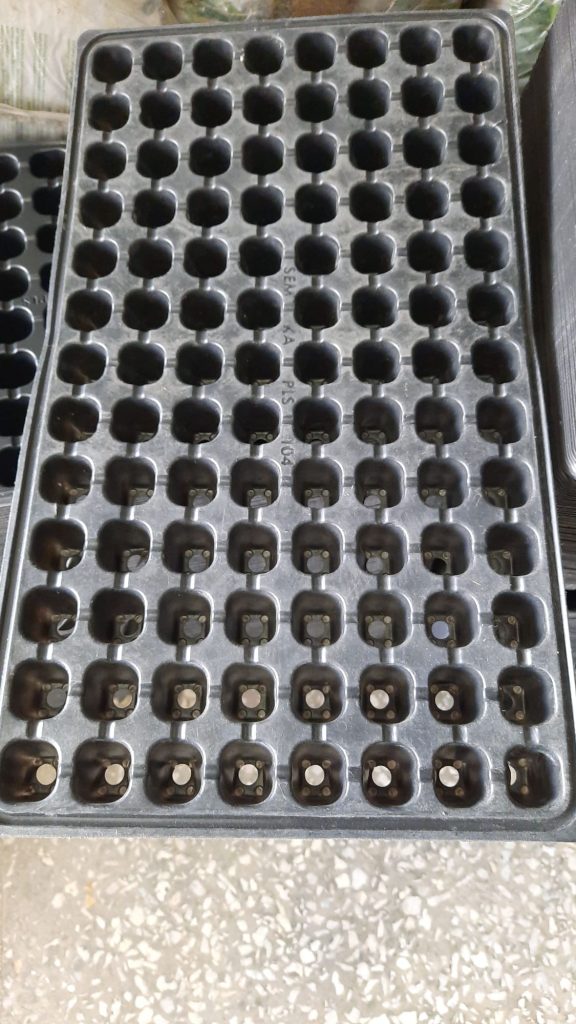 Viyol fide yatağı Viyol fide yatağı